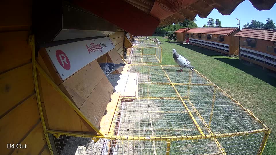 Pigeon Arrival Image For Race Race 2
