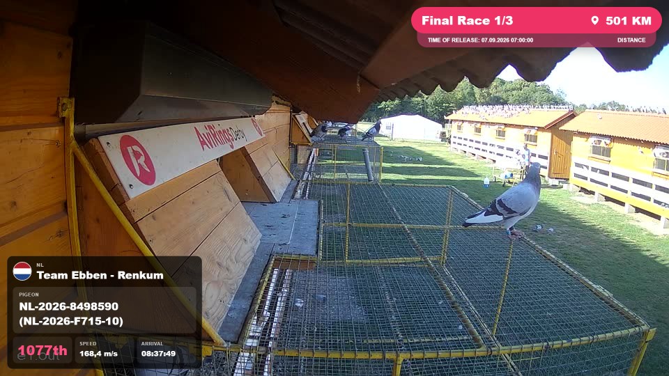 Pigeon Arrival Image For Race Final Race 1/3