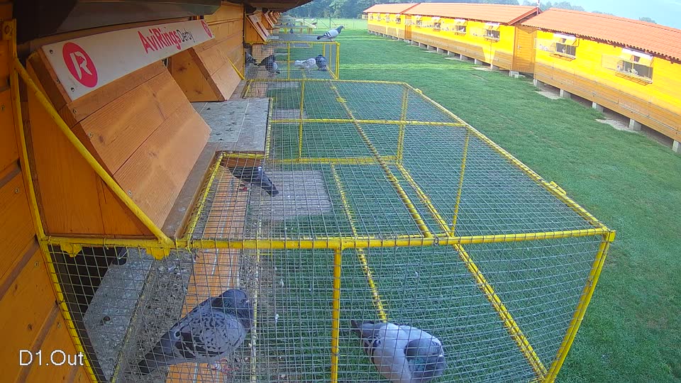Pigeon Arrival Image For Race Final race 1