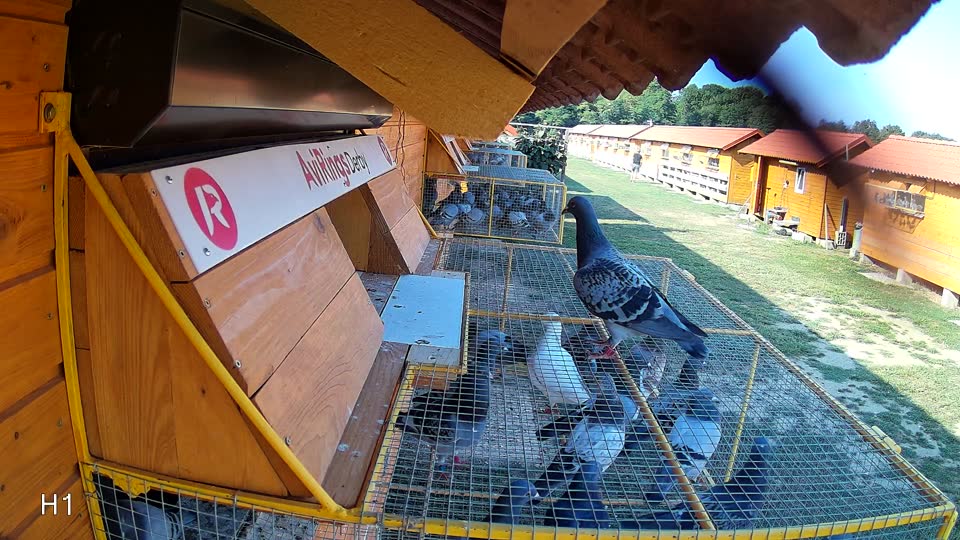 Pigeon Arrival Image For Race Race 1