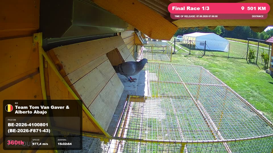 Pigeon Arrival Image For Race Final Race 1/3