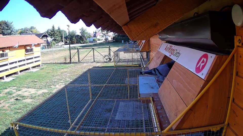 Pigeon Arrival Image For Race Race 2