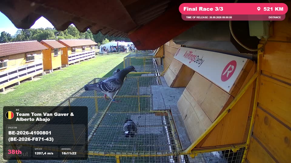 Pigeon Arrival Image For Race Final Race 3/3
