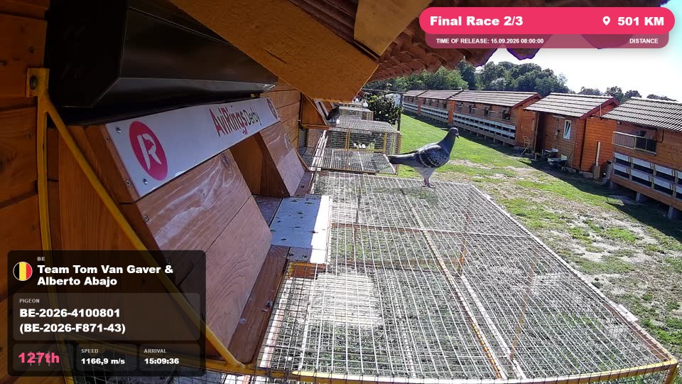 Pigeon Arrival Image For Race Final Race 2/3