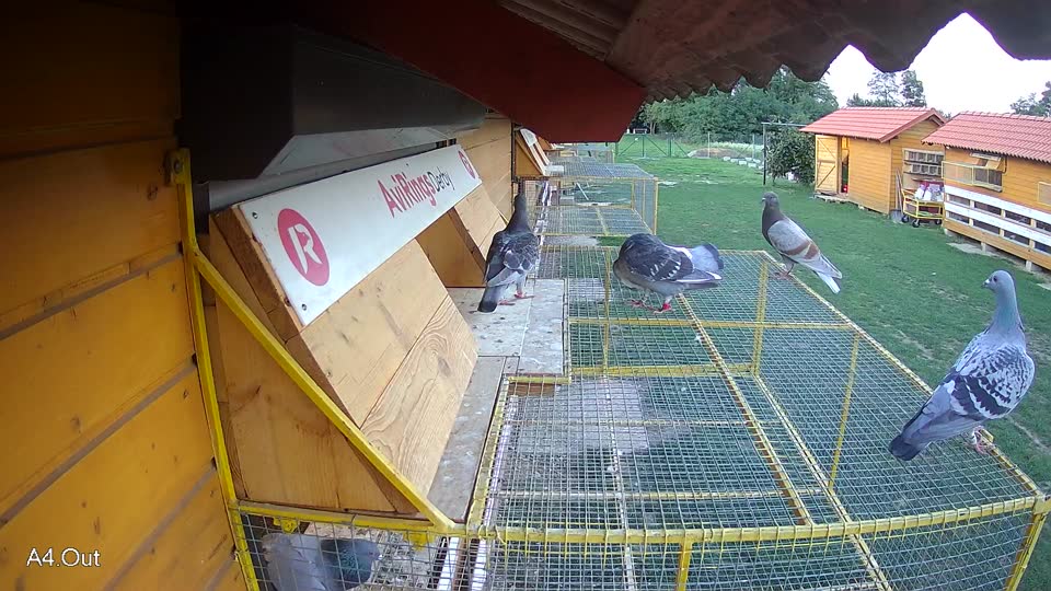 Pigeon Arrival Image For Race Race 6