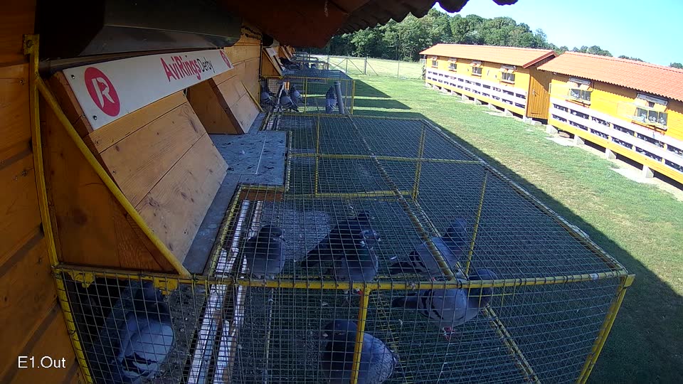 Pigeon Arrival Image For Race Race 4