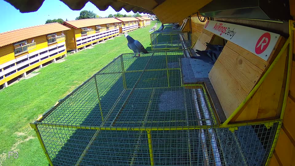 Pigeon Arrival Image For Race Race 2