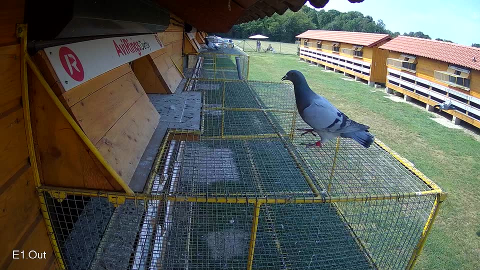 Pigeon Arrival Image For Race Race 4
