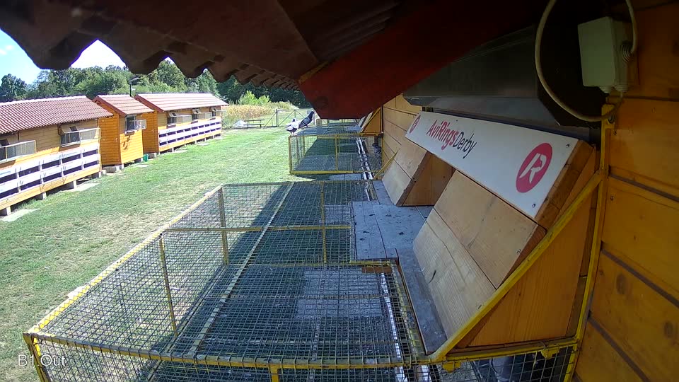 Pigeon Arrival Image For Race Race 5