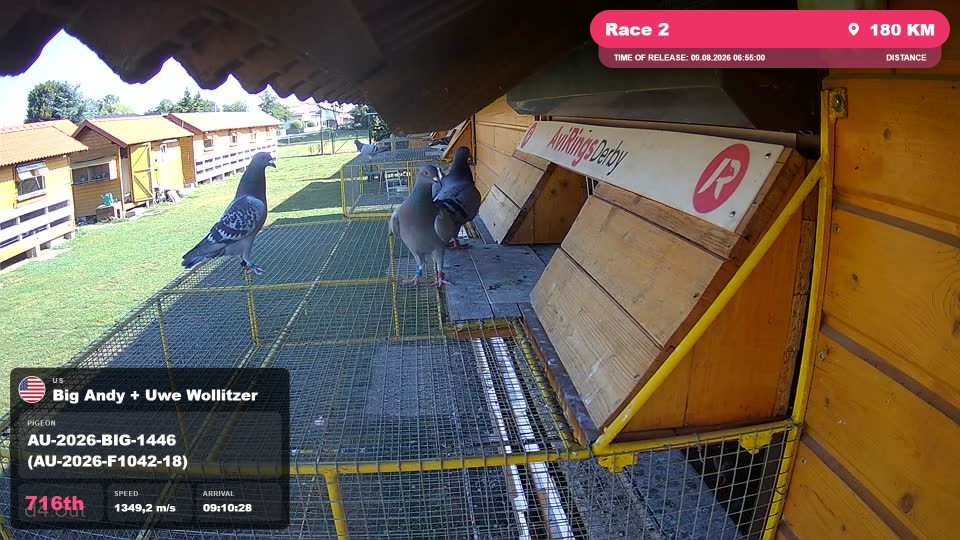 Pigeon Arrival Image For Race Race 2