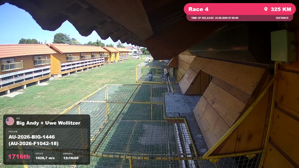 Pigeon Arrival Image For Race Race 4