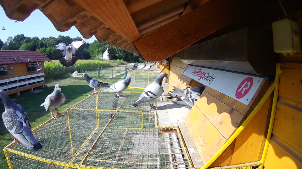Pigeon Arrival Image For Race Race 1