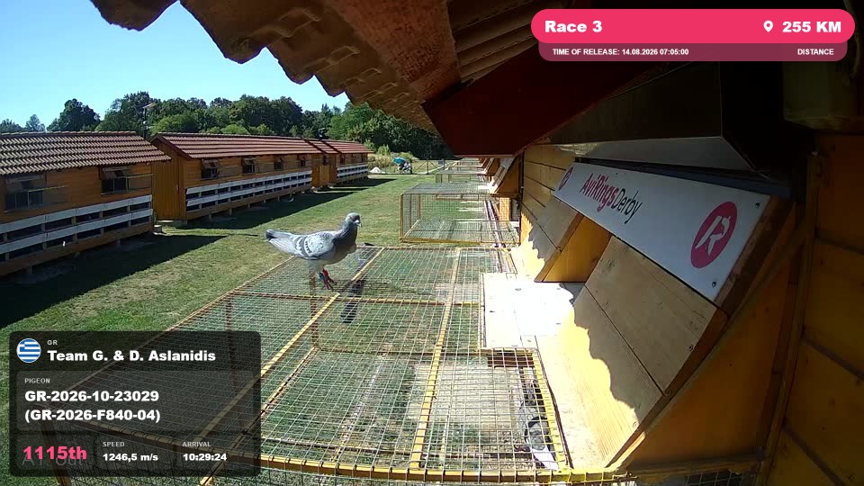 Pigeon Arrival Image For Race Race 3