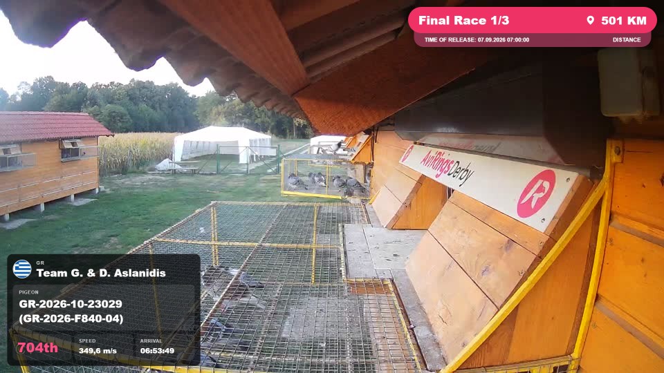 Pigeon Arrival Image For Race Final Race 1/3