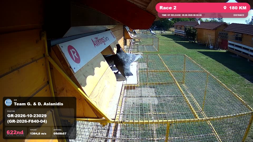 Pigeon Arrival Image For Race Race 2