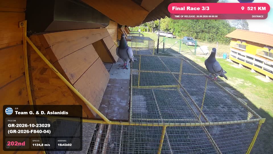 Pigeon Arrival Image For Race Final Race 3/3