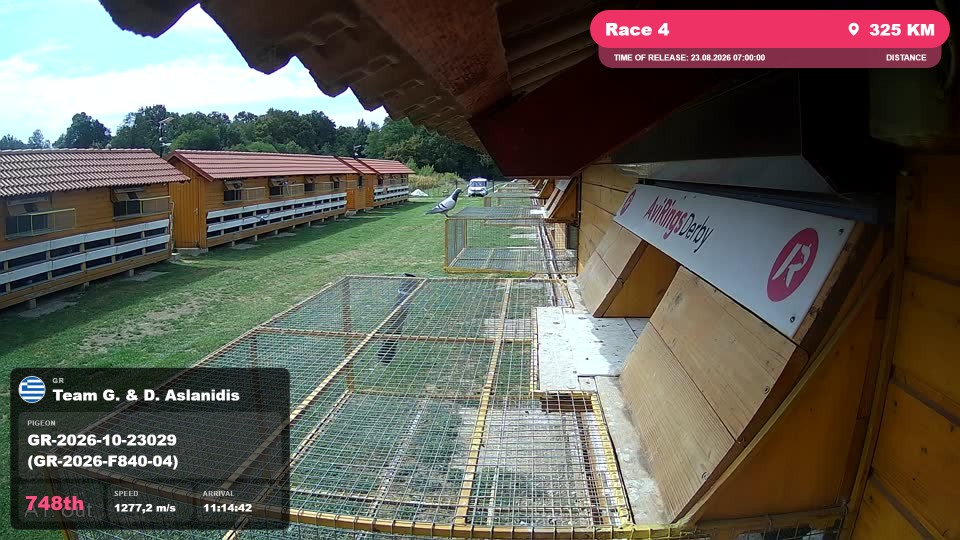 Pigeon Arrival Image For Race Race 4