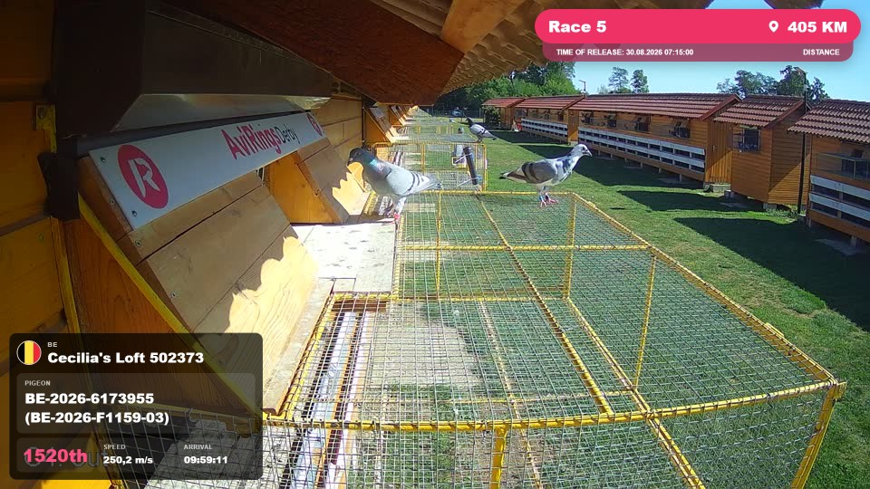 Pigeon Arrival Image For Race Race 5