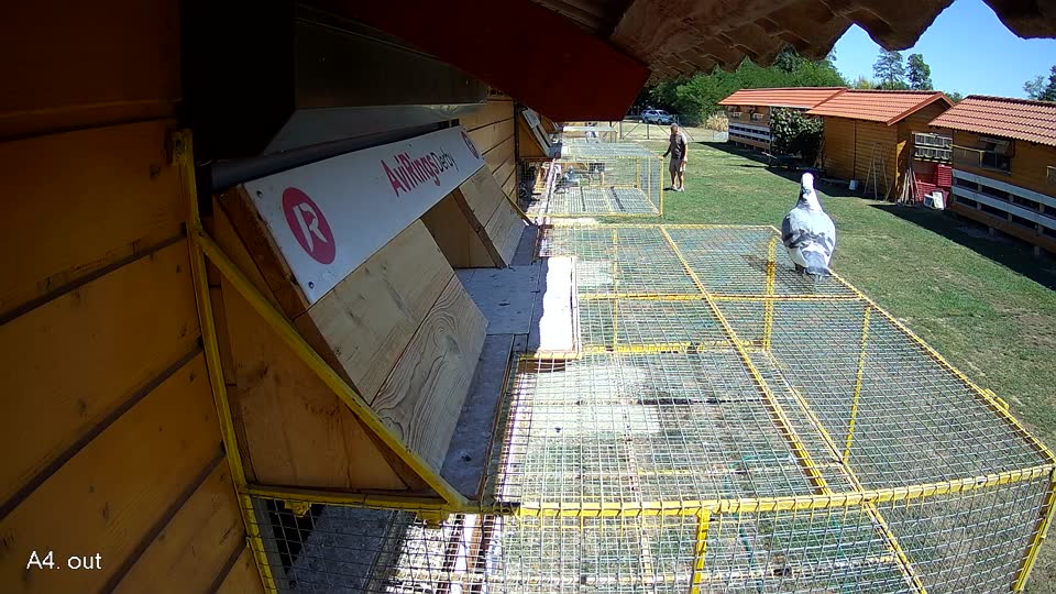 Pigeon Arrival Image For Race Race 3