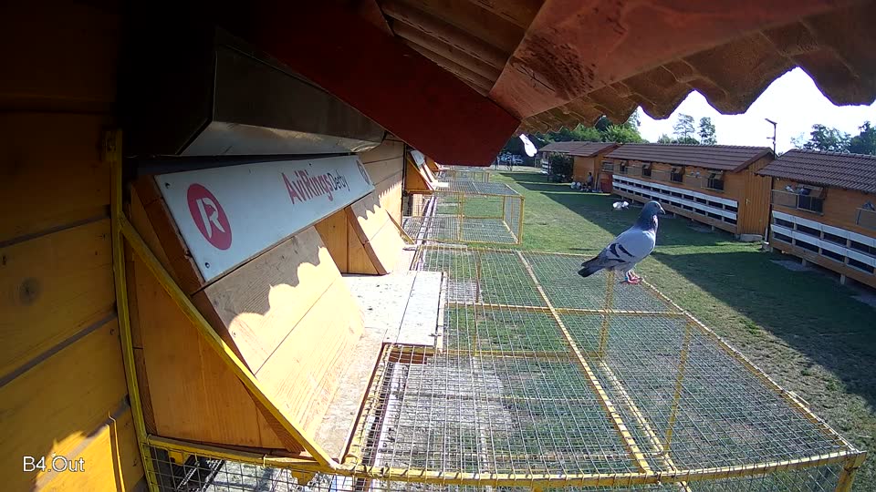 Pigeon Arrival Image For Race Race 1