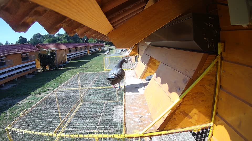 Pigeon Arrival Image For Race Race 2