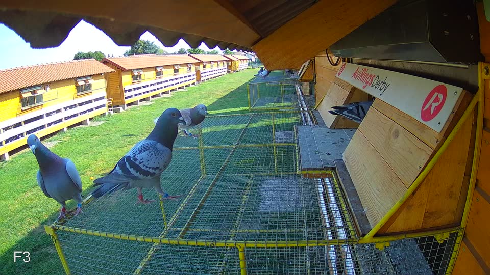 Pigeon Arrival Image For Race Race 1
