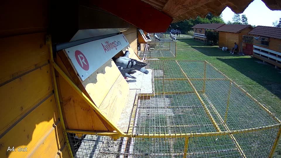 Pigeon Arrival Image For Race Race 1