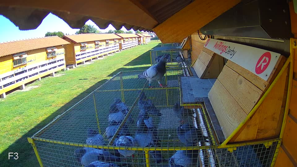 Pigeon Arrival Image For Race Race 3