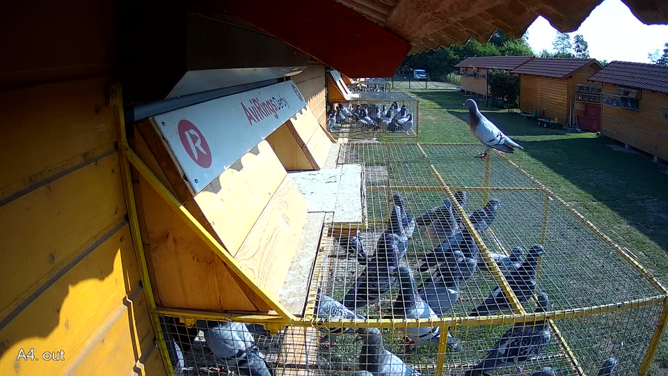 Pigeon Arrival Image For Race Race 1