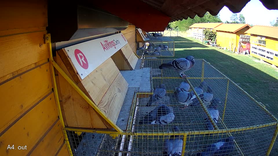 Pigeon Arrival Image For Race Race 3