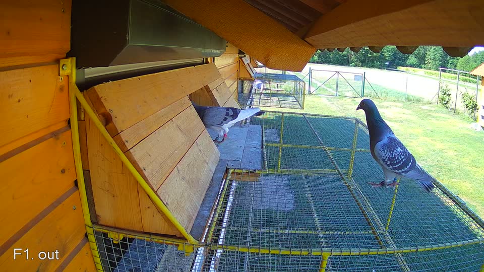 Pigeon Arrival Image For Race Race 2