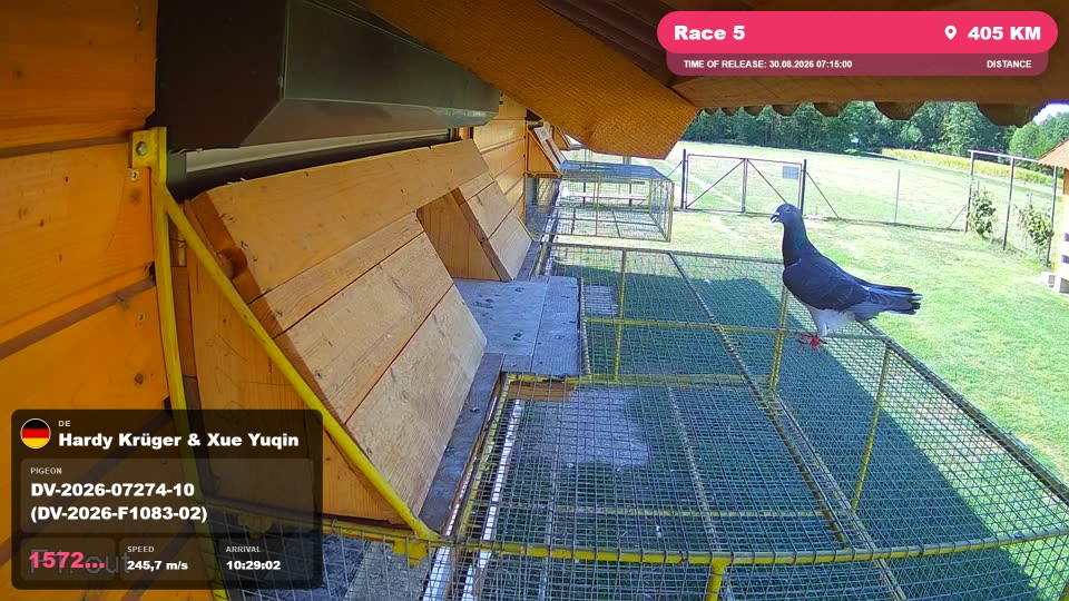Pigeon Arrival Image For Race Race 5