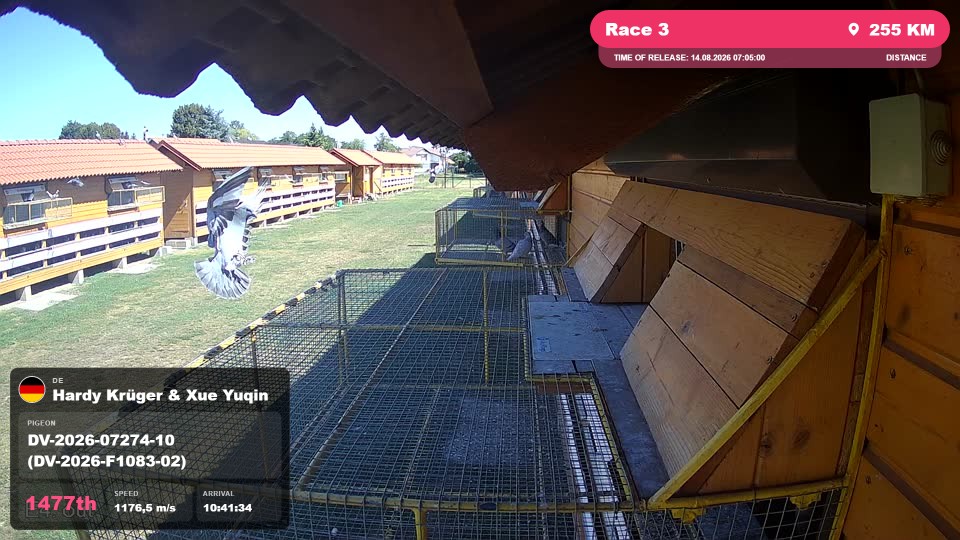 Pigeon Arrival Image For Race Race 3