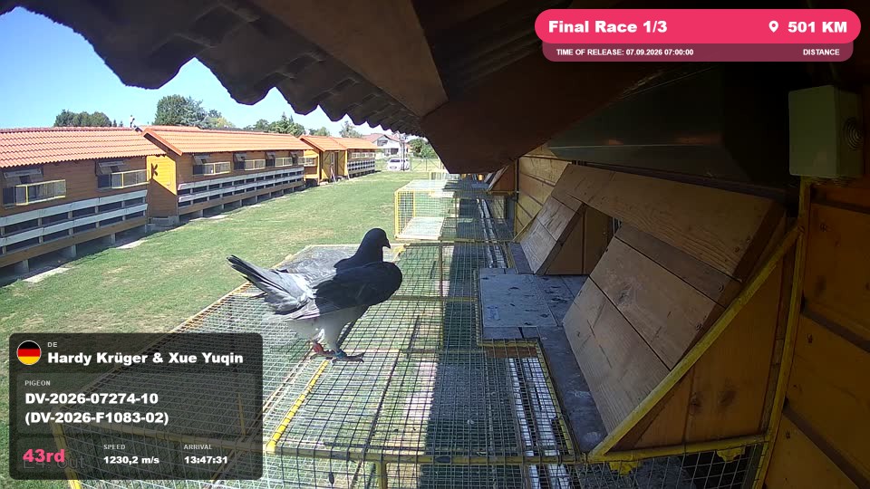 Pigeon Arrival Image For Race Final Race 1/3
