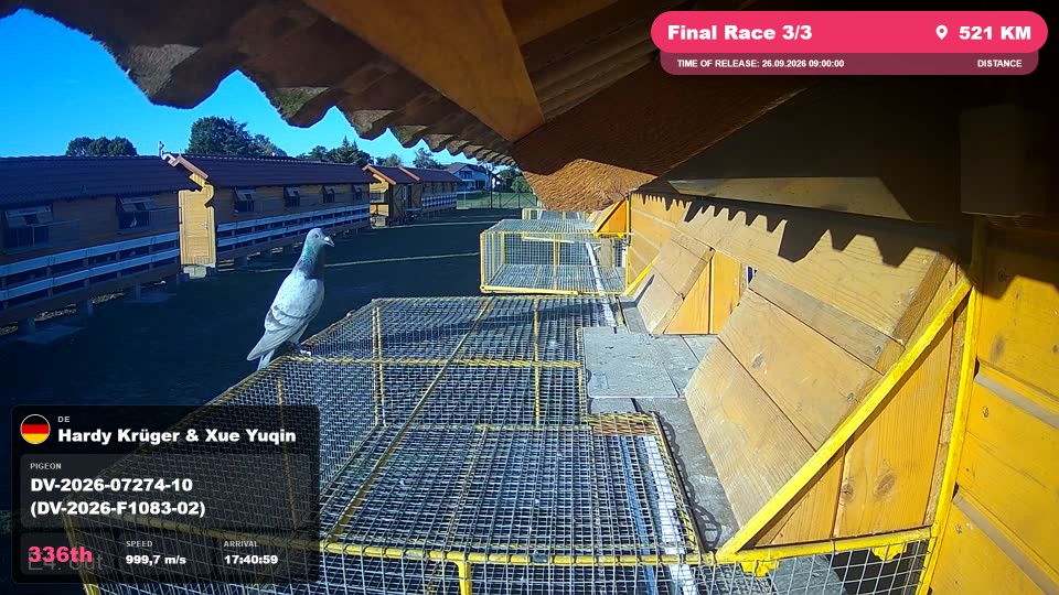 Pigeon Arrival Image For Race Final Race 3/3