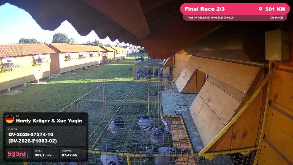 Pigeon Arrival Image For Race Final Race 2/3