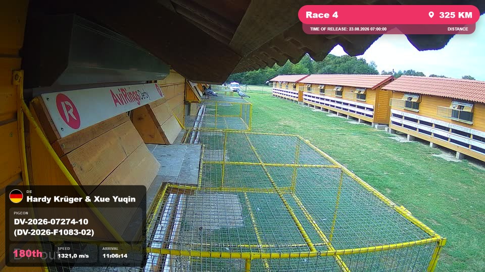 Pigeon Arrival Image For Race Race 4
