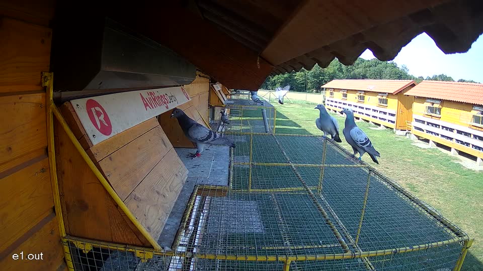Pigeon Arrival Image For Race Race 1