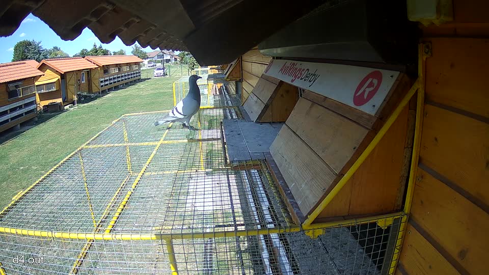 Pigeon Arrival Image For Race Race 5