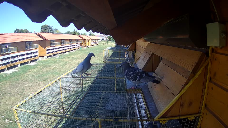 Pigeon Arrival Image For Race Race 3