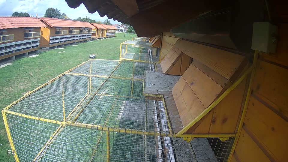 Pigeon Arrival Image For Race Race 6