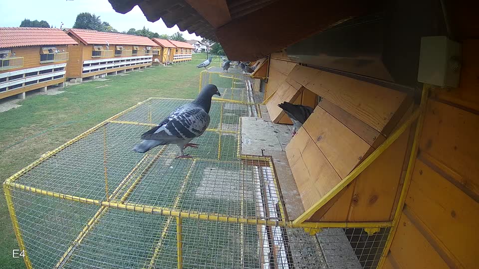 Pigeon Arrival Image For Race Race 3