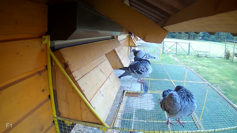Pigeon Arrival Image For Race Race 4