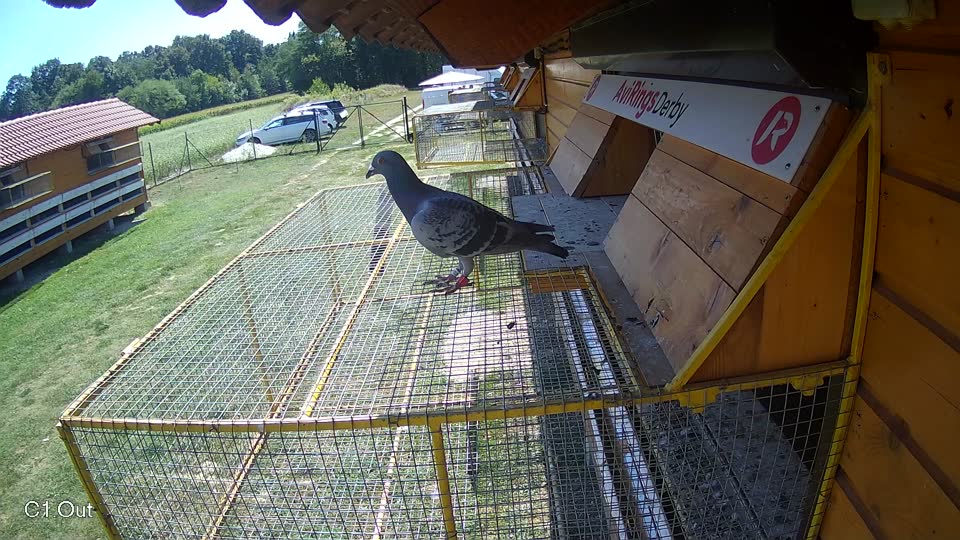 Pigeon Arrival Image For Race Race 5