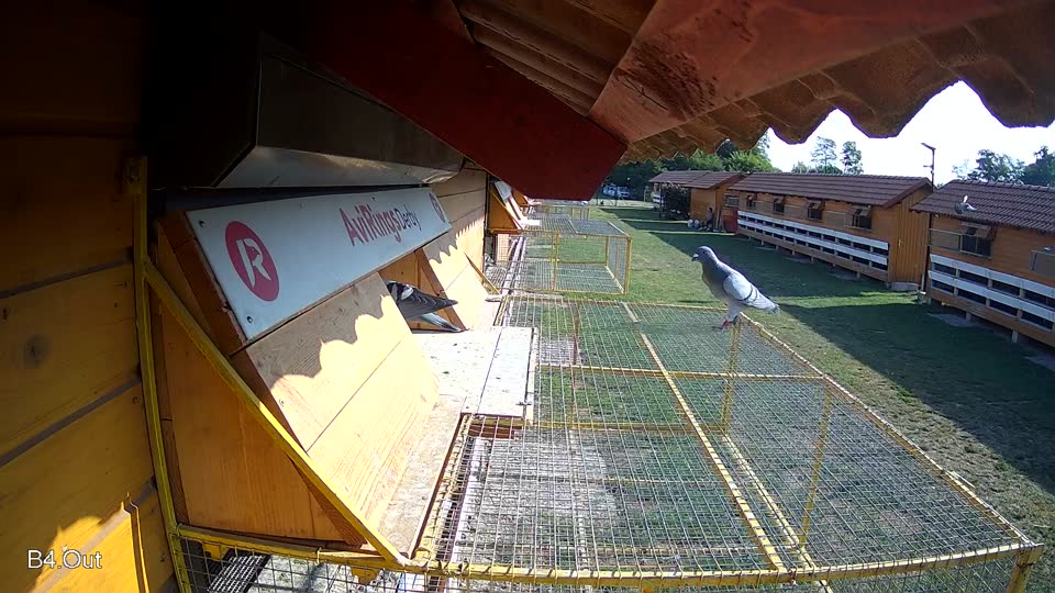 Pigeon Arrival Image For Race Race 1