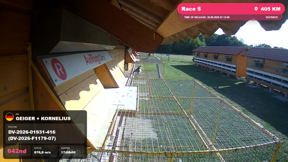 Pigeon Arrival Image For Race Race 5