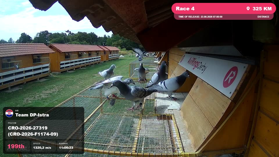 Pigeon Arrival Image For Race Race 4