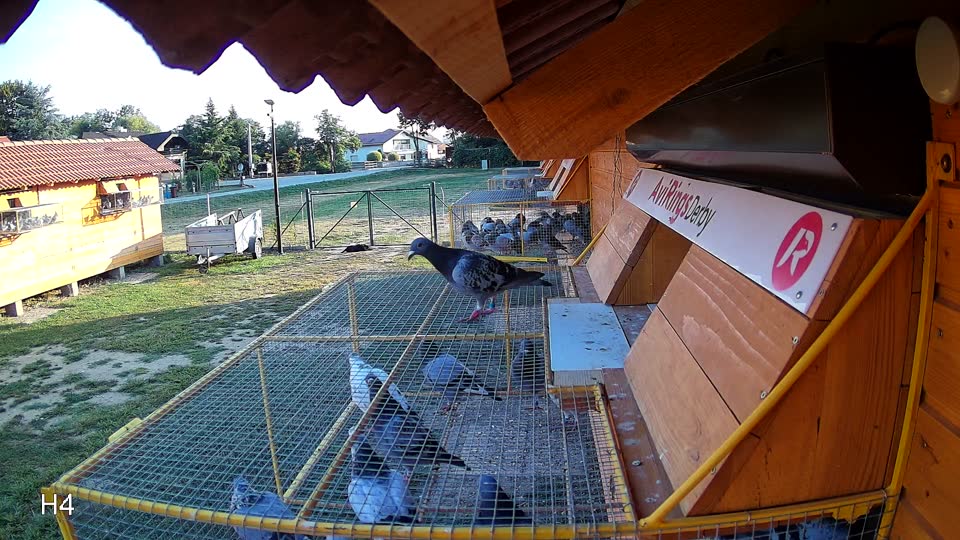 Pigeon Arrival Image For Race Race 1