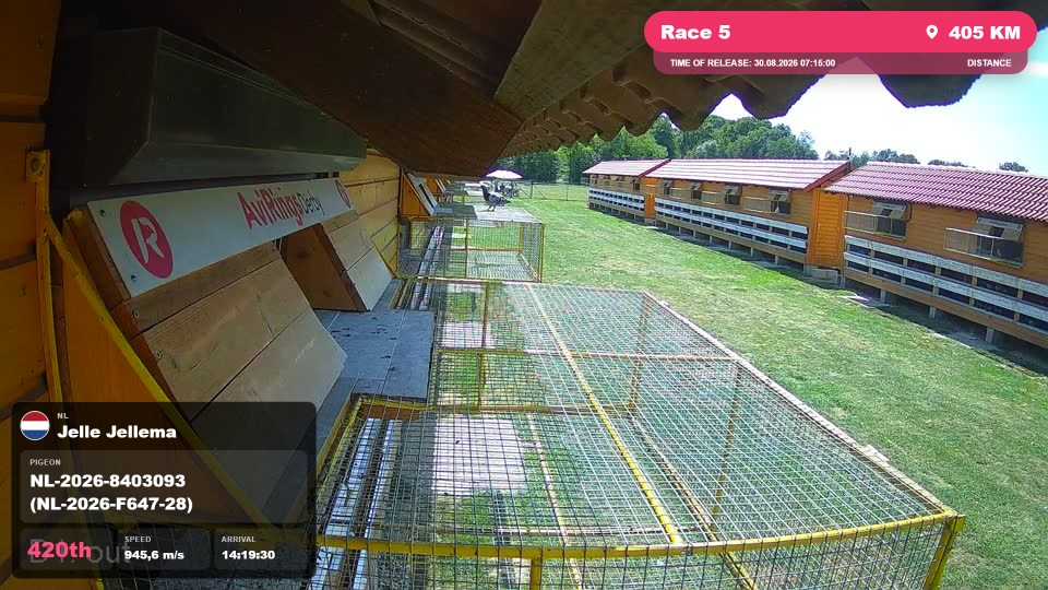Pigeon Arrival Image For Race Race 5