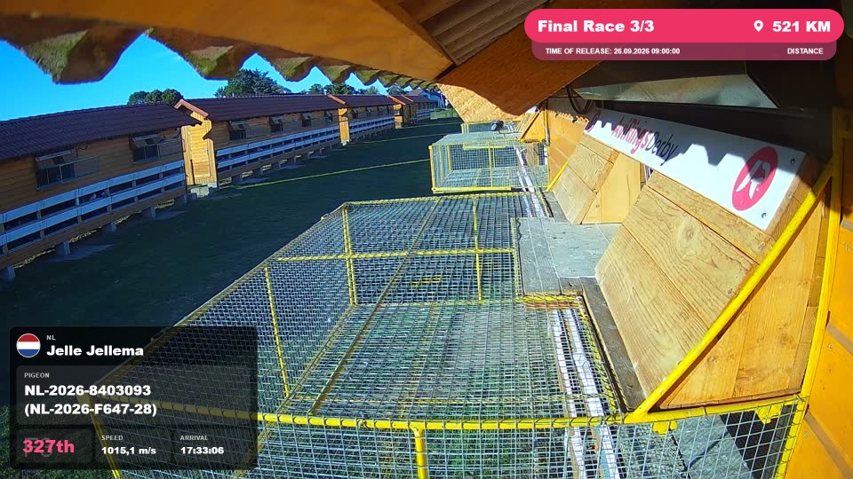 Pigeon Arrival Image For Race Final Race 3/3
